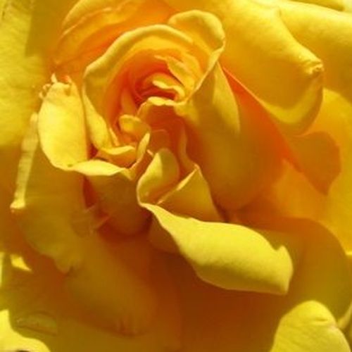 Online rózsa vásárlás - Sárga - teahibrid rózsa - nem illatos rózsa - Rosa Anika™ - Haschke,  Pflanzen-Kontor - Aranysárga színű, mutatós teahibrid fajta.